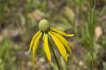 Pinnate prairie coneflower